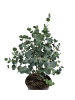 MeinVIPShop Eucalyptus gunnii 35cm 