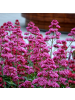 NatureNest 3er-Set: Centranthus ruber Staude winterhart in Rot