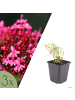 NatureNest 3er-Set: Centranthus ruber Staude winterhart in Rot