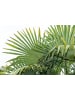 GARDENZO 2er-Set: Chamaerops humilis Mittel 