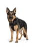 Reichstadt Reichstadt  Hundegeschirr  25RSP083 Black L