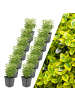 NatureNest 12 Gelbe Spindelstrauchpflanzen  Euonymus 'Emerald 'n Gold' 