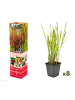 GARDENZO 8er-Set: Japanisches Blutgras Imperata cyl. Red Barron in Bunt