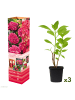 GARDENZO 3er-Set: Hortensie (Hydrangea macrophylla) in Rot