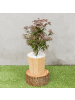 NatureNest 2er: Set Acer palmatum Atropurpureum Ahornpflanze in Rot