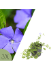 NatureNest Blaues Immergrün Set 3 Vinca minor winterhart