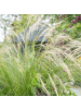 NatureNest 3 Federgras pflanzen  Stipa tenuissima 'Ponytails' 