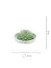 NatureNest 1 Sukkulente Echeveria Pulidonis in Grün Topf 12 bis 14 cm Höhe 5 cm