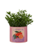 Butlers Blumentopf TIN Orange in Pink