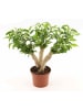 MeinVIPShop Zimmerpflanze Ficus benjamina 35cm