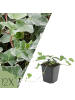 NatureNest 12er: Set Hedera helix Glacier Pflanzen in Grün