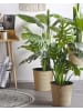 Beliani Kunstpflanze MONSTERA PLANT in Grün/Schwarz - (W) 12 x (H) 113 x (L) 12 cm