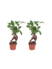 MeinVIPShop 2 x Ficus Ginseng mit Übertopf