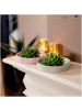 NatureNest Echeveria Pulidonis kompakte Sukkulente in rosa Keramikschale