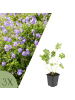 NatureNest 3 Geranium Rozanne Pflanzen in Blau Topf 9 cm Höhe 15 cm