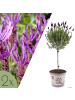 NatureNest 2er: Set Lavandula stoechas Anouk Hochstamm im Dekotopf in Lila