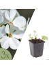NatureNest 3er-Set: Geranium White Ness Staude winterhart in Weiß