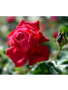 GARDENZO 6er-Set: Großblütige Rosen in Bunt