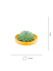 NatureNest Echeveria Pulidonis kompakte Sukkulente in gelber Keramikschale