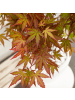 NatureNest 1 Acer palmatum Redwine Ahornpflanze in Rot Topf 19 cm Höhe 50 cm