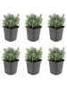 NatureNest 6er: Set Lavandula angustifolia Hidcote Pflanzen in Lila