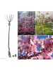 GARDENZO 4er-Set: XXL Ziermandelbaum in Rosa