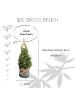 NatureNest Weihnachtsbaum mit Beleuchtung Starlight in Xmas Bag blau