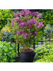NatureNest 3er: Set Syringa Bloomerang Dark Purple Pflanze in Lila