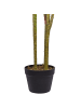Beliani Kunstpflanze DRACAENA ANITA in Grün/Schwarz - (W) 55 x (H) 147 x (L) 55 cm