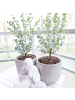 NatureNest 3er: Set Eucalyptus Pflanzen Mix in Grün