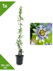 GARDENZO Passionsblume blau 110-120cm 2L Topf