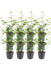 NatureNest Atlantischer Efeu Set 12 Hedera hibernica winterhart