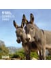 TUSHITA Kalender - Esel/Donkey 2026