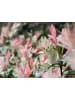 GARDENZO 2er-Set: XXL Salix Hakuro Nishiki in Rosa