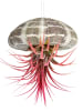 MeinVIPShop Seeigelgehäuse mit echter Tillandsia rosa