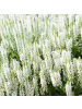 NatureNest 3er: Set Salvia nemorosa Schneehegel Pflanzen in Weiß