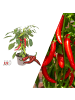NatureNest PICK-und-JOY Hot Chili Red