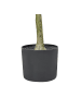Beliani Kunstpflanze OLIVE TREE in Grün/Schwarz - (W) 63 x (H) 153 x (L) 63 cm