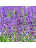 NatureNest 3er: Set Nepeta Grol Pflanzen in Lila