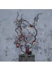STAR Trading Lange Outdoor-Lichterkette ,Akku' mit Batterie +Timer, 80 Mini LEDs in