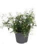 MeinVIPShop Jasmin 30cm weiss duftend