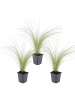 NatureNest 3er Stipa tenuissima Ponytails Pflanzen in Grün