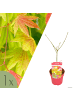 NatureNest Acer shirasawanum Moonrise Ahornpflanze in Gelb Topf 19 cm Höhe 40 cm
