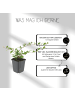 NatureNest 12 Asterpflanzen  Aster ageratoides 'Asran'  