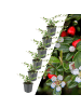 NatureNest 6 Asterpflanzen  Aster ageratoides 'Asran'  