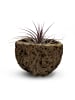 exotic living Exotische Qurico Nuss Schale mit Tillandsia rosa