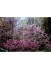 GARDENZO 4er-Set: XXL Ziermandelbaum in Rosa