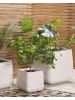 Beliani Outdoor Blumentopf PARIKIA in Weiß - (W) 50 x (H) 49 x (L) 50 cm