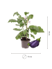 NatureNest Auberginen Pflanze in Lila Topf 14 cm Höhe 40 cm