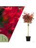 NatureNest 1 Acer platanoides Crimson Sentry Ahornbaum in Rot Topf 21 cm Höhe 100 cm Stamm 80 cm